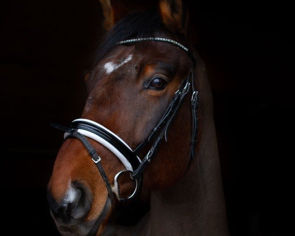 jumper Luxor C (Belgian Warmblood, 2011, from Lord Chin) jumper Luxor C (Belgian Warmblood, 2011, from Lord Chin)