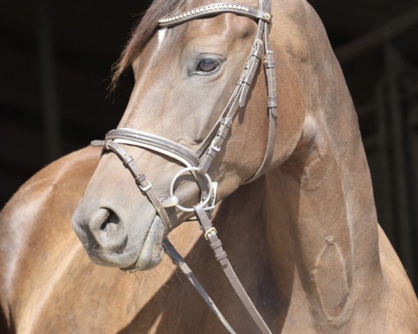 broodmare Camar Bellevue (Trakehner, 2020, from Gabun)