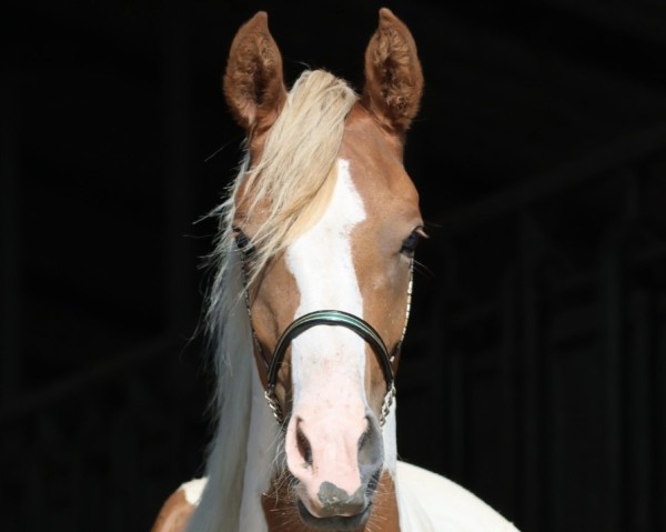 broodmare Camar Qashmira (German noble blood horse, 2022, from Gabun)