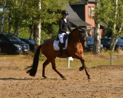 Cavallo da Dressage Sevillano AP (Pura Raza Espanola (PRE), 2020)