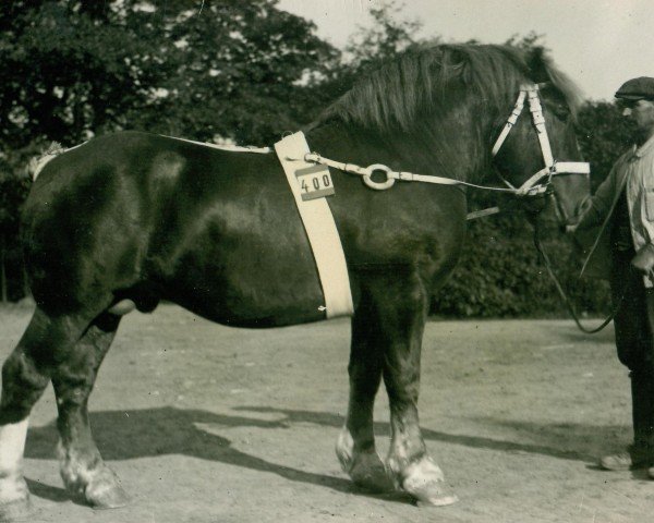 horse Raeda (Rheinisch-Westfälisches Draughthorse, 1923, from Landgraf V 650)