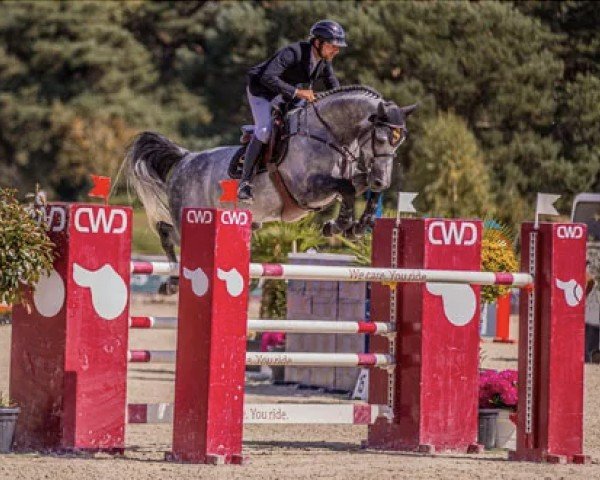 stallion Grimsky Semilly (Selle Français, 2016, from Cornet Obolensky)