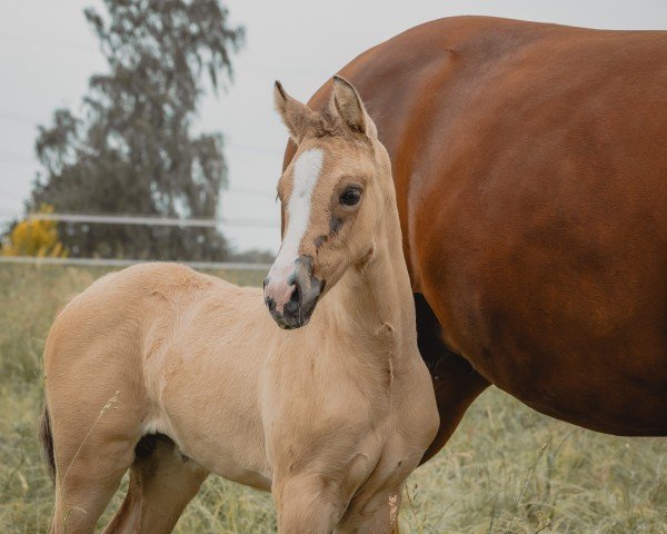 horse Finesa V (German Riding Pony, 2024, from Gold Garant)