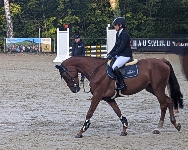 jumper Carleigh (German Sport Horse, 2020, from Colman)