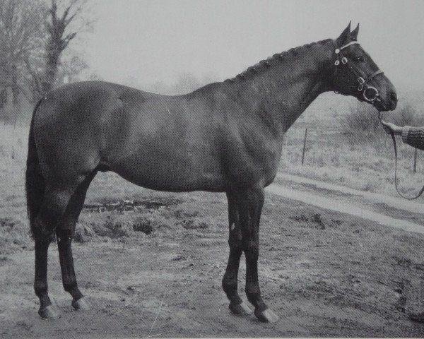stallion Marlon xx (Thoroughbred, 1958, from Tamerlane xx) stallion Marlon xx (Thoroughbred, 1958, from Tamerlane xx)