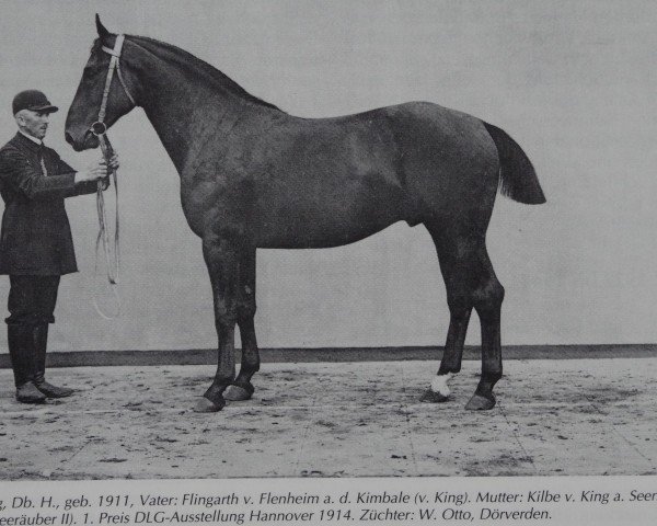 Deckhengst Fling (Hannoveraner, 1911, von Flingarth) Deckhengst Fling (Hannoveraner, 1911, von Flingarth)