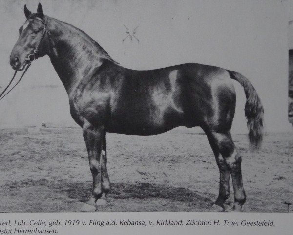 stallion Feiner Kerl (Hanoverian, 1919, from Fling) stallion Feiner Kerl (Hanoverian, 1919, from Fling)