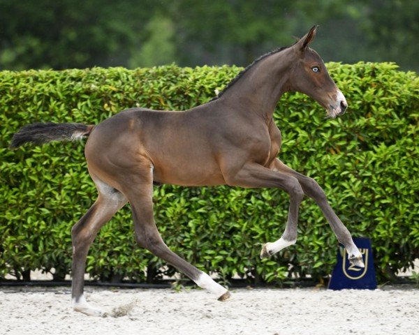 Pferd Ultima van de Wittert Z (Zangersheide Reitpferd, 2024, von Utamaro d'Ecaussines)