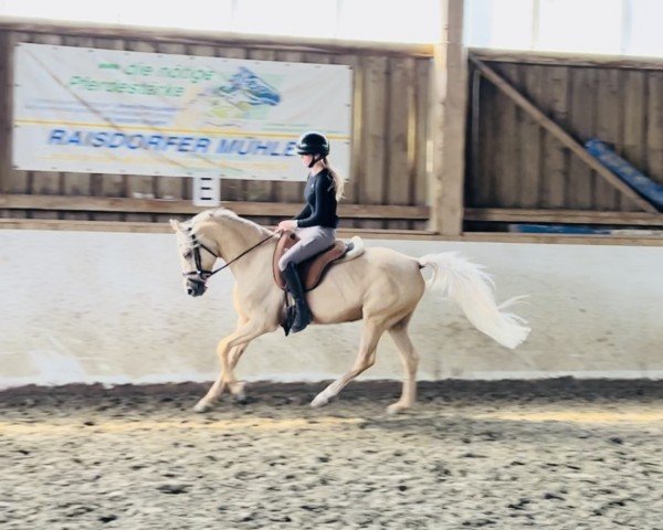 horse Grenzhoehes Dileila (German Riding Pony, 2016, from Grenzhoehes Olivier K WE)