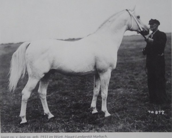 stallion Jason ox (Arabian purebred, 1933, from Jasir 1925 EAO)