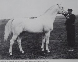 stallion Jason ox (Arabian purebred, 1933, from Jasir 1925 EAO)