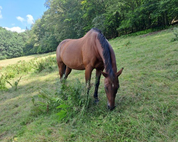 dressage horse Dollys-Flamin Jet (Quarter Horse, 2004, from Awesome San Badger)