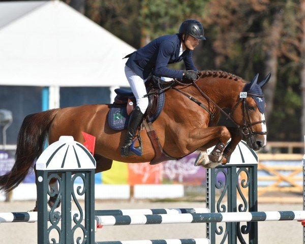 stallion Ginko du Rouet (Selle Français, 2016, from Vagabond de la Pomme)