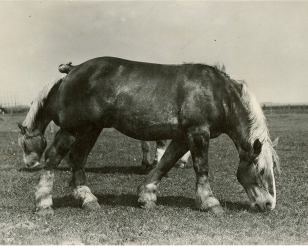 broodmare Pachta (Rhenish-German Cold-Blood, 1922, from Suivant de Mordicus)
