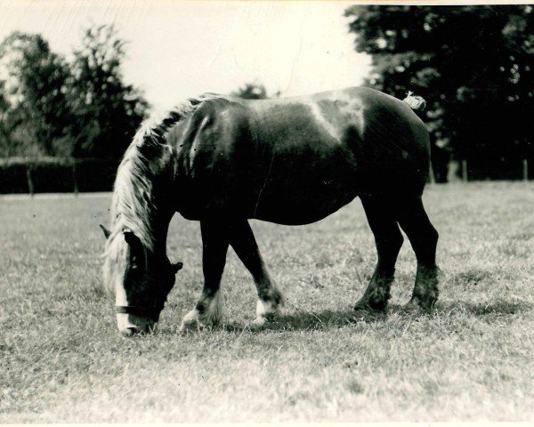 broodmare Tanne von Holzweiler RS 20185 (Rhenish-German Cold-Blood, 1926, from Lampe RS 584)