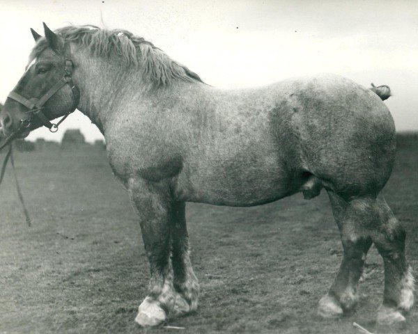 stallion Lotann von Holzweiler (Rhenish-German Cold-Blood, 1934, from Lothmann von Arendsdorf)