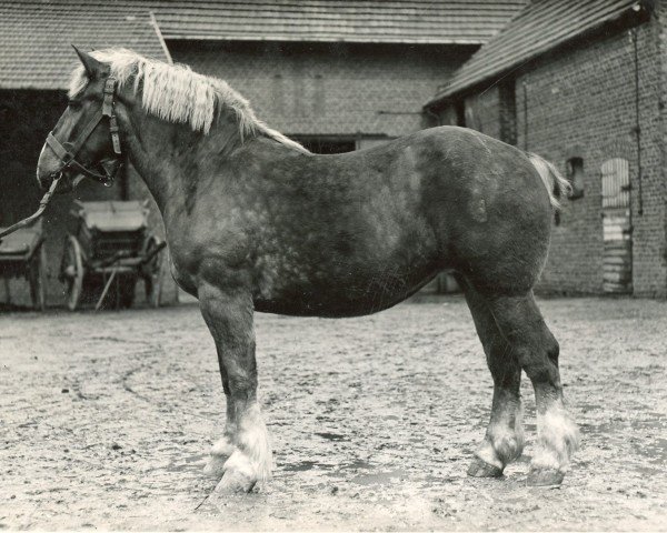 broodmare Wahl von Holzweiler (Rhenish-German Cold-Blood, 1929, from Lampe RS 584)