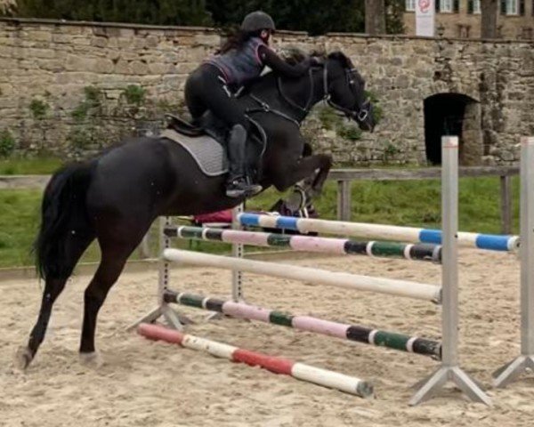 horse Zafira 52 (KWPN (Royal Dutch Sporthorse), 2004, from VDL Orame)