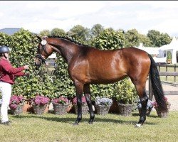 Zuchtstute Omelly PF (Holsteiner, 2021, von For Romance I)