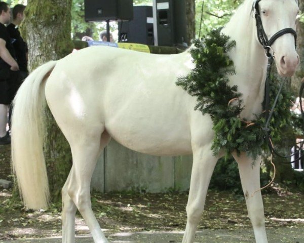 horse Gloria (German Riding Pony, 2022, from Genesis BL)