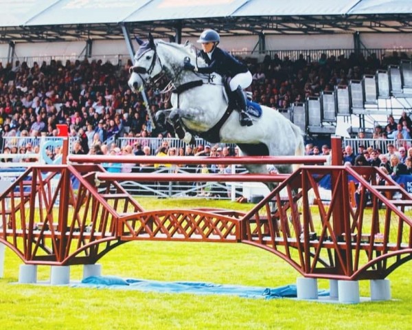 Cavallo da salto Creevagh Carisma (Irish Sport Horse, 2010, di Camiro de Haar Z)