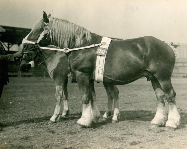 broodmare Norma III RS 19264 (Rhenish-German Cold-Blood, 1923, from Grondstein RS 414)
