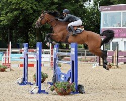 jumper Elgrando PS (Oldenburg show jumper, 2012, from Eldorado van de Zeshoek)