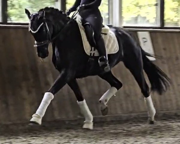 dressage horse Florino Rr (Hanoverian, 2018, from Floris Prince)