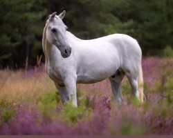 dressage horse Lisrobin Good Boy (Pony without race description, 2007)