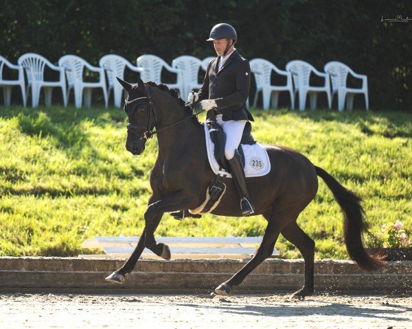 horse Fleurie N (Westphalian, 2020, from Fürst Toto)