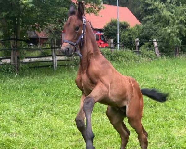horse Concienciado (Holsteiner, 2024, from Clarimo Ask)