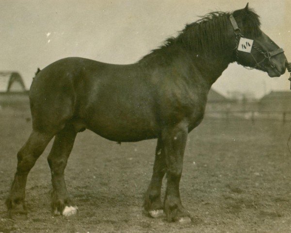 stallion Stern von Holzweiler (Rhenish-German Cold-Blood, 1925, from Lampe RS 584)