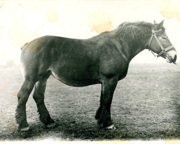 broodmare Sakuntala von Holzweiler (Rhenish-German Cold-Blood, 1924, from Lampe RS 584)
