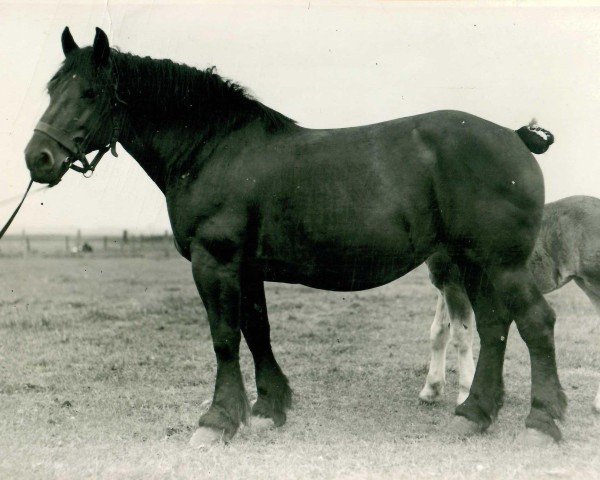 broodmare Übung von Holzweiler (Rhenish-German Cold-Blood, 1926, from Lampe RS 584)