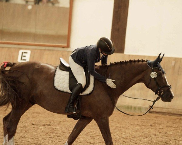 jumper Zigby (Hanoverian, 2010, from High Spirits)