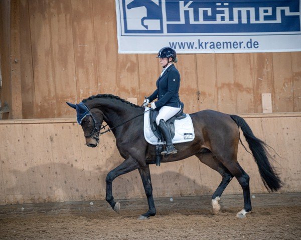 dressage horse Ferdinand Don Roman (Hanoverian, 2021, from Feinrich)
