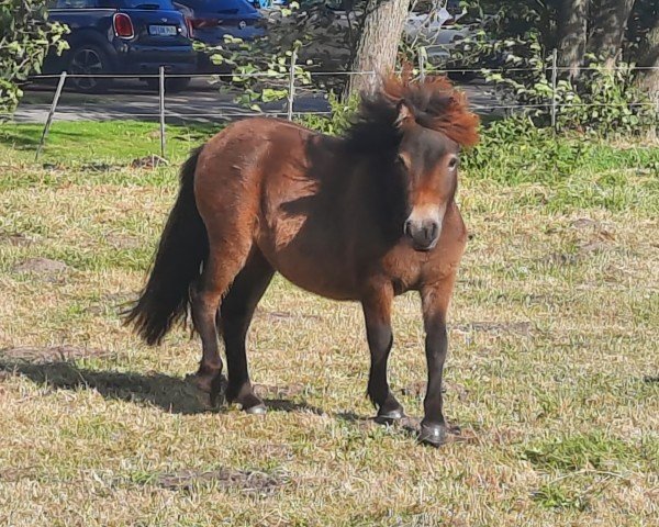 Zuchtstute Wiara (Jara) (Shetland Pony, 2023, von Esteban van de Zandkamp)