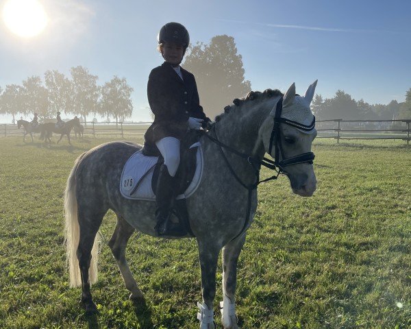 jumper Llanarth Cello (Welsh-Pony (Section B), 2017, from Breeton Dai)