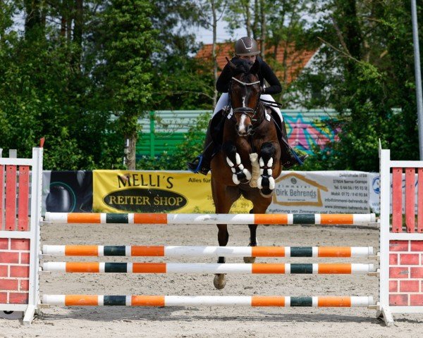 jumper Quintendro 4 (Hanoverian, 2008, from Quintender 2)