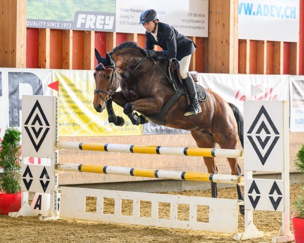 jumper Valenzia N CH (Swiss Warmblood, 2019, from Virtuoso Semilly)
