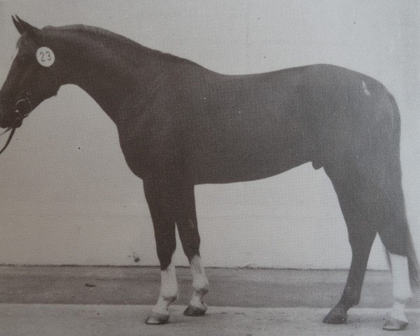 stallion Glutos 2760 (Brandenburg, 1982, from Glanz 2623) stallion Glutos 2760 (Brandenburg, 1982, from Glanz 2623)
