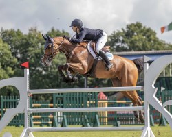 jumper Billy Convincer (anglo european sporthorse, 2014, from Billy Congo)