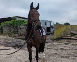 dressage horse Quintessa 62 (Hanoverian, 2019, from Quantensprung 3)