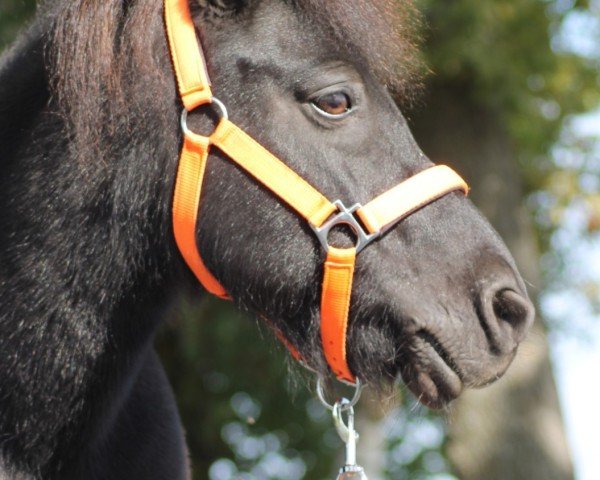 Pferd Ilias (Shetland Pony, 2008, von Indigo)