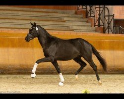 Deckhengst Kronhüter (Trakehner, 2022, von Dameron)