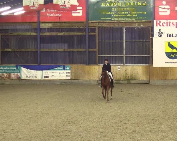 Reitturnier Großenwiehe 2024