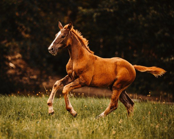 Pferd Be my Bonfire AD (Österreichisches Warmblut, 2024, von Callaho's Benicio)