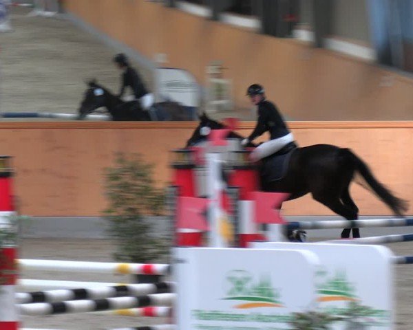 Reitturnier Münster-Amelsbüren 2024