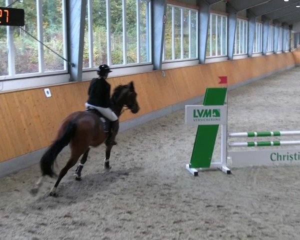 Reitturnier Münster-Amelsbüren 2024