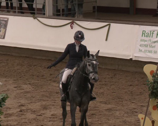 Reitturnier Marl, Reithalle Rohmann 2024